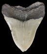 Bargain, Megalodon Tooth - North Carolina #52282-2
